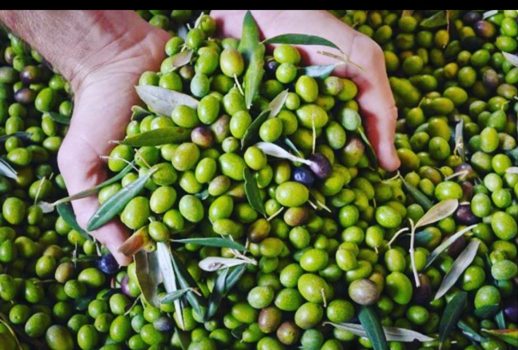 Single Source Extra Virgin Olive Oil from Sicily, Prizium Brand, Sicily  -Organic